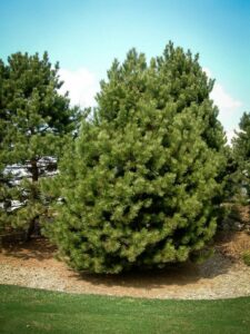 Сосна Чёрная (Pinus Nigra) купить по цене от 270.00р. в интернет-магазине «Посадика» с доставкой почтой в в Тихорецке и по всей России – [изображение №1].