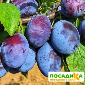 Слива Чачакская ранняя купить по цене от 229.00р. в интернет-магазине «Посадика» с доставкой почтой в в Тихорецке и по всей России – [изображение №1].