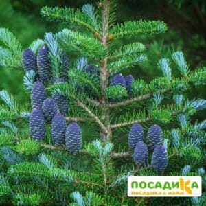 Пихта корейская (Abies koreana) купить по цене от 450.00р. в интернет-магазине «Посадика» с доставкой почтой в в Тихорецке и по всей России – [изображение №1].