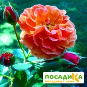 Роза Арабия купить по цене от 350.00р. в интернет-магазине «Посадика» с доставкой почтой в в Тихорецке и по всей России – [изображение №1].