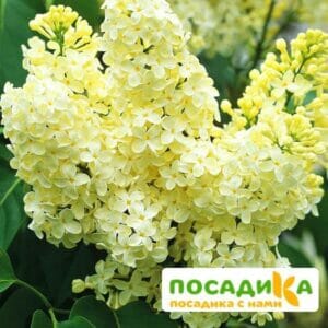 Сирень Примроуз (Primrose) купить по цене от 529.00р. в интернет-магазине «Посадика» с доставкой почтой в в Тихорецке и по всей России – [изображение №1].