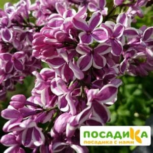 Сирень Сенсация купить по цене от 529.00р. в интернет-магазине «Посадика» с доставкой почтой в в Тихорецке и по всей России – [изображение №1].