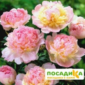 Пион Распберри Сандей (Paeonia Raspberry Sundae) купить по цене от 959р. в интернет-магазине «Посадика» с доставкой почтой в в Тихорецке и по всей России – [изображение №1].