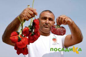 Клубника Гигант Джорнея купить по цене от 266р. в интернет-магазине «Посадика» с доставкой почтой в в Тихорецке и по всей России – [изображение №1].