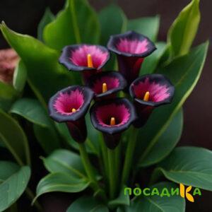 Калла Аура Лейс купить по цене от 400р. в интернет-магазине «Посадика» с доставкой почтой в в Тихорецке и по всей России – [изображение №1].