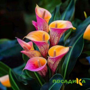 Калла Оникс купить по цене от 450р. в интернет-магазине «Посадика» с доставкой почтой в в Тихорецке и по всей России – [изображение №1].
