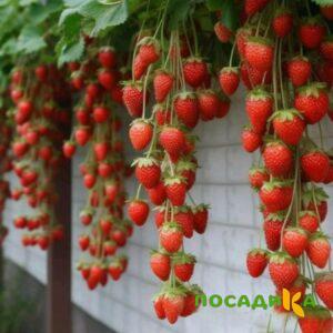 Клубника вьющаяся Комплимент купить по цене от 470р. в интернет-магазине «Посадика» с доставкой почтой в в Тихорецке и по всей России – [изображение №1].