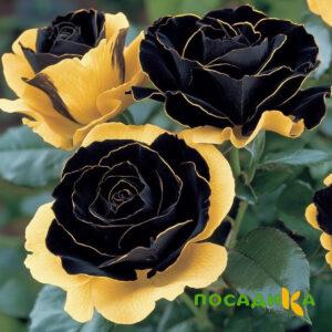 Роза Ханни Сикл купить по цене от 700р. в интернет-магазине «Посадика» с доставкой почтой в в Тихорецке и по всей России – [изображение №1].