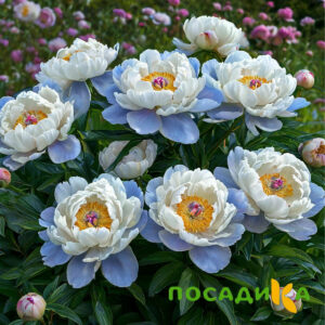 Пион акварельный Этюд купить по цене от 806р. в интернет-магазине «Посадика» с доставкой почтой в в Тихорецке и по всей России – [изображение №1].
