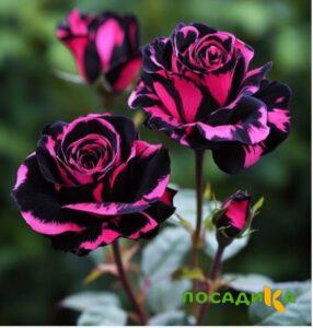 Роза Багровый Шепот купить по цене от 366р. в интернет-магазине «Посадика» с доставкой почтой в в Тихорецке и по всей России – [изображение №1].