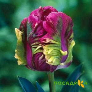 Тюльпан Экзотик Хэвен купить по цене от 186р. в интернет-магазине «Посадика» с доставкой почтой в в Тихорецке и по всей России – [изображение №1].