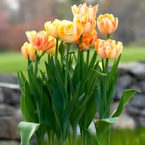 Тюльпан Верона Санрайз купить по цене от 280р. в интернет-магазине «Посадика» с доставкой почтой в в Тихорецке и по всей России – [изображение №1].
