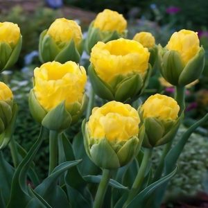 Тюльпан махровый Ванила Коп купить по цене от 159р. в интернет-магазине «Посадика» с доставкой почтой в в Тихорецке и по всей России – [изображение №1].