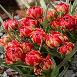 Тюльпан Ап Пинк купить по цене от 390р. в интернет-магазине «Посадика» с доставкой почтой в в Тихорецке и по всей России – [изображение №1].